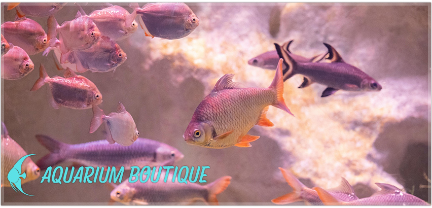 Aquarium Boutique