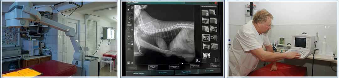 Ветеринарна клиника Алги Поморие